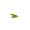 The green tree frog (hyla cinerea)) is a vibrant, charming amphibian native to the southeastern United States.