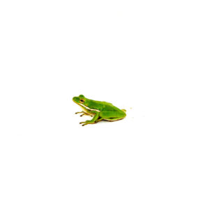 The green tree frog (hyla cinerea)) is a vibrant, charming amphibian native to the southeastern United States.