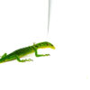 The green tree monitor adult male (Varanus prasinus) is a vivid, intelligent lizard that thrives in tall enclosures and captivates with its curious behavior