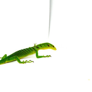 The green tree monitor adult male (Varanus prasinus) is a vivid, intelligent lizard that thrives in tall enclosures and captivates with its curious behavior