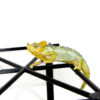 The helmeted chameleon (Trioceros hoehnelii) is a hardy, visually unique species found in the cool mountain forests of East Africa. With its distinct casque