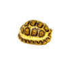 HI WHITE South African Giant Leopard Tortoise Female