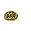HI WHITE South African Giant Leopard Tortoise Female 3 (4-5 inch)(Stigmochelys p. pardalis)