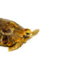 Homes Hinge-back Tortoise Adults (Kinixys homeana)