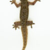 The house gecko is a small, fast-moving lizard commonly found in tropical and subtropical homes around the world. Known for their chirping sounds and ability to climb walls and ceilings