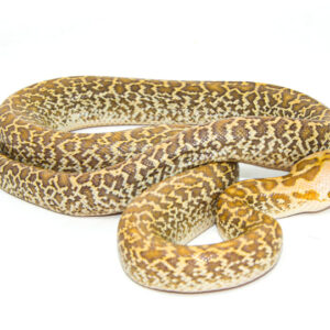 Hypo Granite Burmese Python (Python bivittatus)
