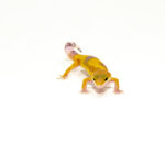 Bright, clean, and full of energy, hypo high yellow baby leopard geckos are a vibrant option for reptile keepers looking to start with a bold, beginner-friendly morph.