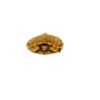 Hypo Pastel Clown North American Wood Turtle