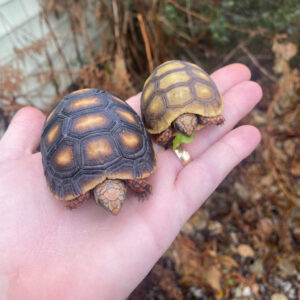 Hypo Red Foot Tortoise Baby (Chelonoidis carbonaria)