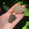 Hypomelanistic Florida Softshell