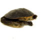 Indonesian Snake Neck Turtle 4-6 inches