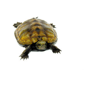 Japanese Pond Turtle Adults