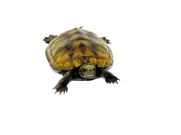 Japanese Pond Turtle Adults