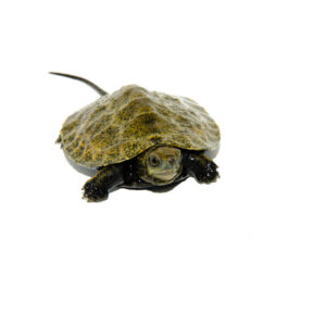 Japanese Pond Turtle Babies (Mauremys japonica)