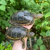 Hi Yellow Adult European Pond Turtle Pair (Emys orbicularis)