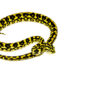 Jungle Carpet Python Yearling Female 1 (Morelia spilota cheynei) - #JCPYF1