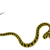 Jungle Carpet Python Yearling Female 2 (Morelia spilota cheynei) - #JCPYF2