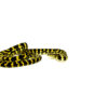 Jungle Carpet Python Yearling Female 3 (Morelia spilota cheynei) - #JCPYF3