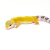 Jungle Designer Baby Leopard Geckos (Eublepharis macularius) for sale