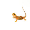 The leatherback red translucent bearded dragon is one of the most visually stunning reptiles you can add to your collection. With vibrant red hues and a smooth leatherback texture