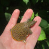 Leopard Softshell