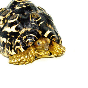 Leopard Tortoise Adult