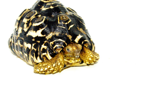 Leopard Tortoise Adult