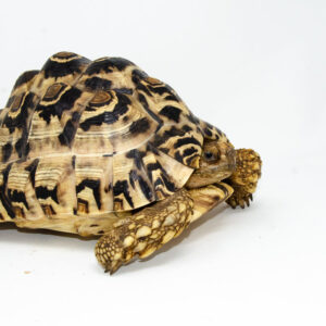 Leopard Tortoise Female 1 (11-12 inch)(Stigmochelys p. babcocki)