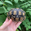 Leopard Tortoise Female 1 (4-5 inch)(Stigmochelys p. babcocki)