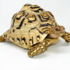 Leopard Tortoise Female