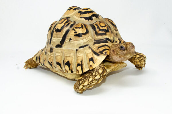 Leopard Tortoise Female