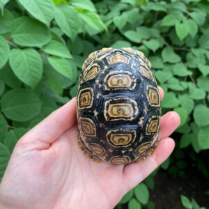 Leopard Tortoise Female 2 (4-5 inch)(Stigmochelys p. babcocki)