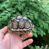 Leopard Tortoise Female 3 (4-5 inch)(Stigmochelys p. babcocki)