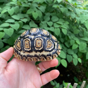 Leopard Tortoise Female 3 (4-5 inch)(Stigmochelys p. babcocki)