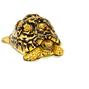 Leopard Tortoise Female 4 (6-7inch) (Stigmochelys p. babcocki) #LTF4