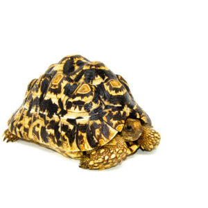 Leopard Tortoise Female 5 (9 inch) (Stigmochelys p. babcocki) - #LTF5