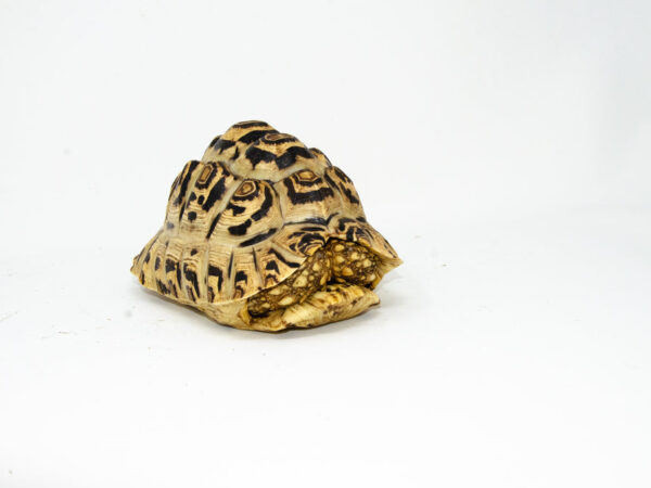Leopard Tortoise Female