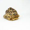 Leopard Tortoise Female (8-9 inch)(Stigmochelys p. babcocki) - FEMALE 3