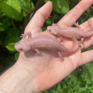 If you’re looking for a hardy, visually striking amphibian with fascinating behavior and manageable care needs, leucistic spanish ribbed newt adults (pleurodeles waltl) are a perfect choice. These large, aquatic newts are known for their incredible regenerative abilities,