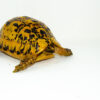 Libyan Greek Tortoise Adults (Testudo g. cyrenaica)