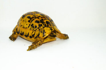 Libyan Greek Tortoise Adults (Testudo g. cyrenaica) - One Stop Reptile Shop