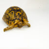 Libyan Greek Tortoise Pair (Testudo g. cyrenaica) (6-7 inch) - #LGTP2