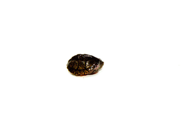 Loggerhead Musk Turtle