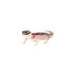 Among the most admired morphs in the reptile world, mack super snow baby leopard geckos are known for their beautiful contrast, bold black eyes
