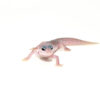 The mack super snow blizzard is one of the most visually striking leopard gecko morphs, known for its bright white coloration and striking black eyes.