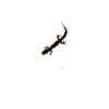 The madagascan clawless gecko is a fascinating, lesser-known reptile from Madagascar, admired for its unique anatomy and calm disposition. Unlike most geckos,