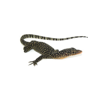 The mangrove monitor (Varanus indicus) is a sleek, semi-aquatic species admired for its intelligence, agility, and adaptability. Native to Northern Australia