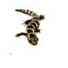 Among the most eye-catching amphibians in North America,marbled salamanders (ambystoma opacum) are known for their bold black bodies and silvery crossbands.