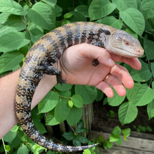 The Merauke Blue Tongue Skink Adults are among the largest and most docile of all blue tongue lizards. Native to Indonesia’s Papua region,