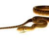 Merauke Scrub Python Yearling - Female #MSPYF1